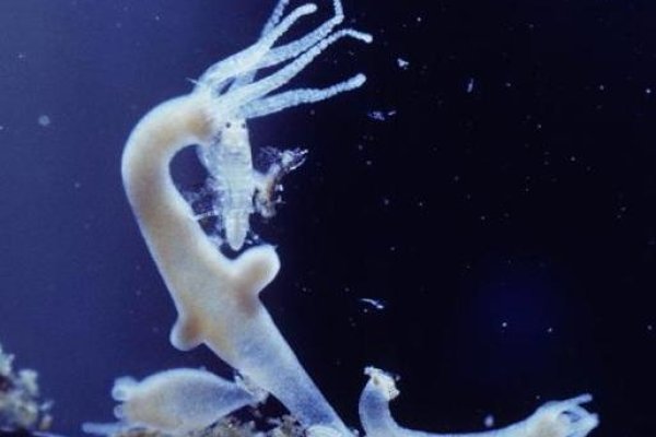 Кракен актуальная